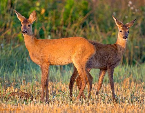 В Туве стартует охота на самцов косули