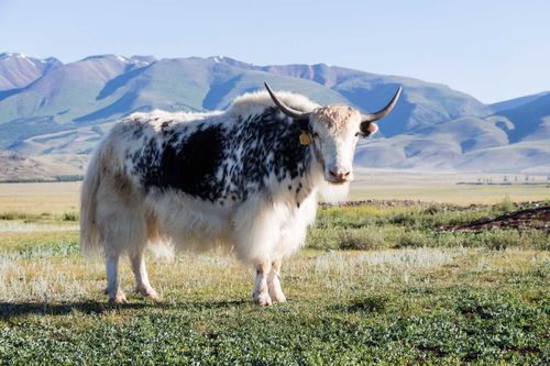 Четыре тувинских бренда снова во «Вкусе России».