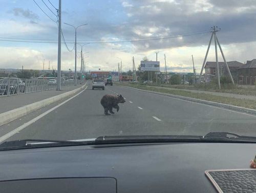 Стереотипы материализовались. По улицам городов Сибири теперь действительно ходят медведи