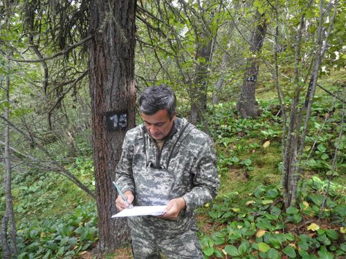 Рослесозащита: ООО «Лунсин» восстанавливает отработанные земельные участки