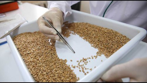 В Туве мониторят зерна нового урожая