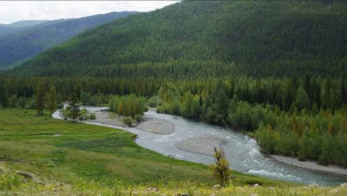 Генетики изучают «родословную» деревьев для определения законности срубов