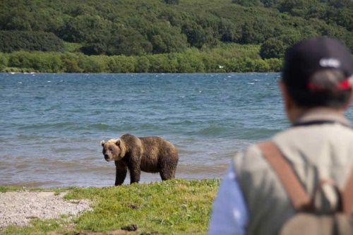 Медведи близко. В Минприроды Тувы рассказали, как уберечь себя от встречи со зверем