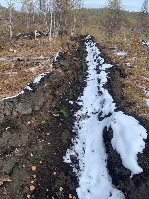 Тес-Хемский район озеленяется