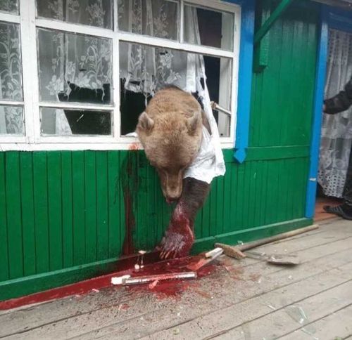 В Минприроды опровергли слухи о том, что медведи в Туве раскапывают могилы людей