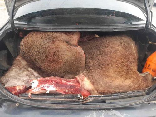 Группировка скотокрадов из Тувы задержана полицейскими