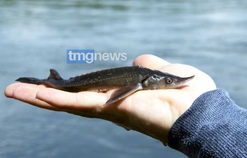 В реки Сибири выпустили рекордное количество мальков осетровых
