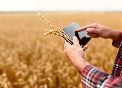 В Туве владельцам фермерских хозяйств возместят расходы