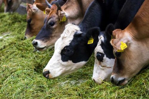 Грант «Агростартап» поможет тувинским фермерам