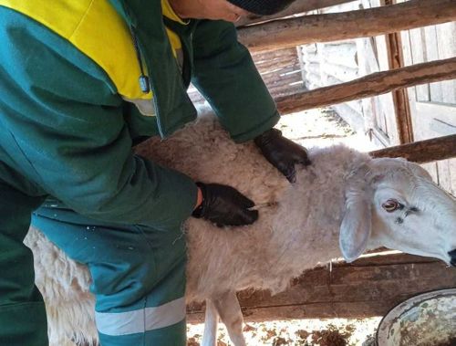 В Туве началась вакцинация скота против ящура