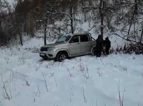 В Туве браконьеры погубили трех косуль