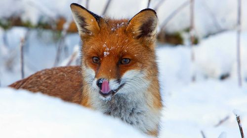 В Каа-Хемском районе Тувы выявили вспышку бешенства