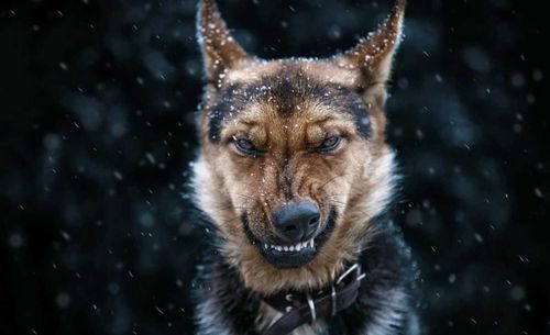 Российский следком заинтересовался чередой смертей от укусов собак в регионах