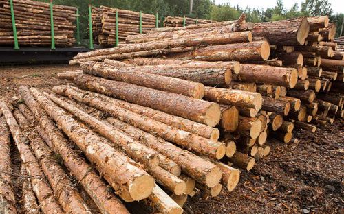 В России создали цифровой код на брёвна