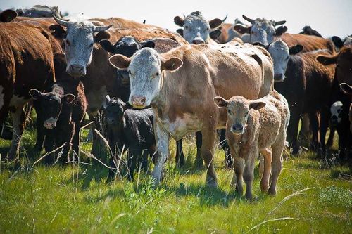 Минсельхоз Тувы объявляет конкурс на выдачу субсидий для животноводов