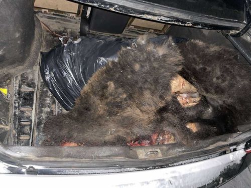 В Туве местные жители подозреваются в браконьерстве за убийство медведя