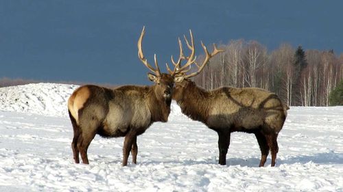 Кызылчанина будут судить за убийство двух оленей
