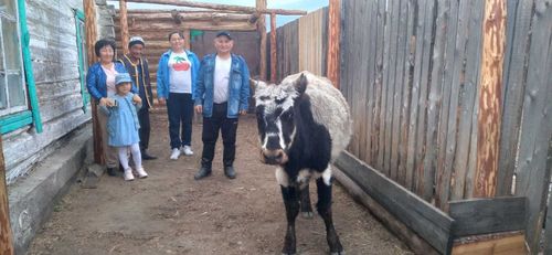 Чодураа Саая: «С коровой-кормилицей всегда будешь сыт!»