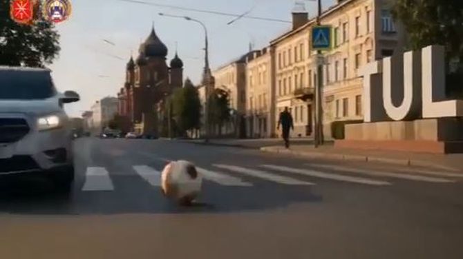 📢Видеовизуальный контент по безопасности дорожного движения в социальных сетях и интернет-изданиях "Пешеходный переход (нейросеть)"