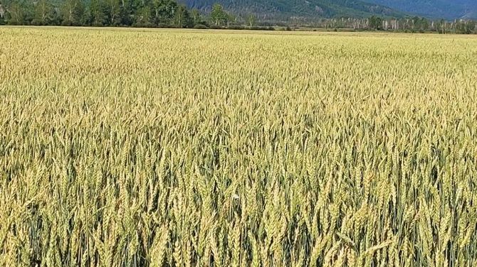 Фермер из Тандинского района ожидает рекордный урожай зерновых культур