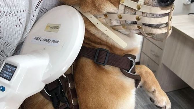 Собака-компаньон из Кызыла получила разрешение на выезд в Монголию