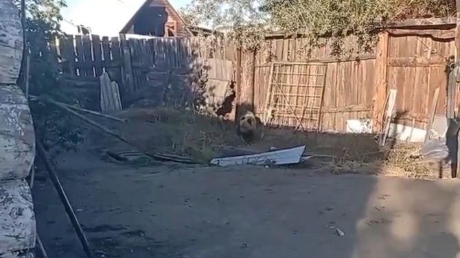 В пригороде Кызыла медвежат выдворили от дачного общества; одного хищника пришлось ликвидировать ради безопасности туристов