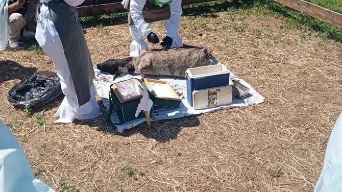 В Республике Алтай прошли учения ветеринарных служб по ликвидации условного эпизоотического очага