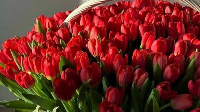 Почему на 8 Марта дарят именно тюльпаны? Романтика, дефицит и снимок 1973 года