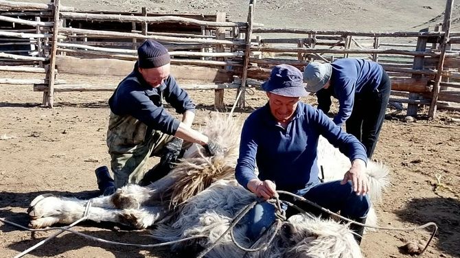 Көдээниң хөөннери: Эъжимде теве кыргылдазы
