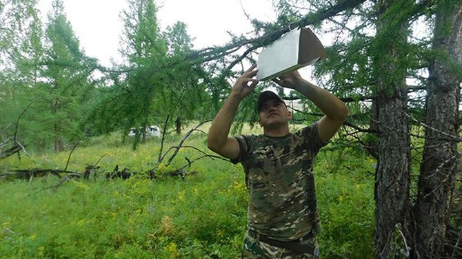 В Туве стартовал феромонный надзор за непарным шелкопрядом