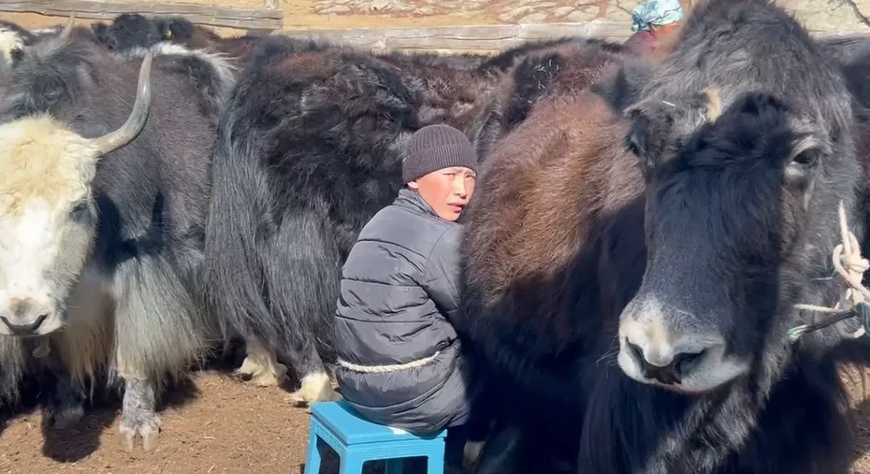В Монгун-Тайгинском районе прошёл конкурс доярок яков «Саанчы кыс»