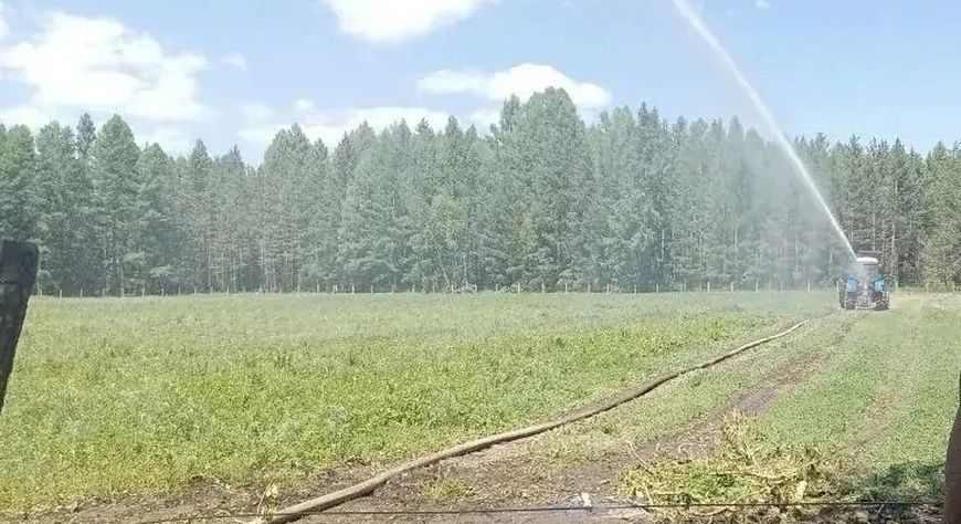 В Туве создают собственную базу посадочного материала для лесовосстановления