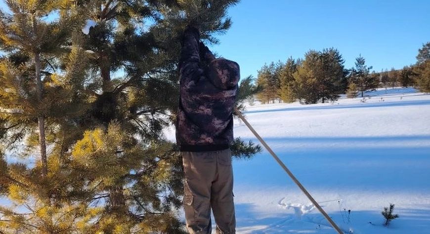 В Балгазынском лесничестве идет активная заготовка лесосеменного сырья