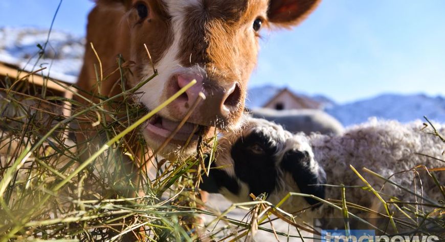 Более 26 тысяч животных привили в Туве с начала 2026 года