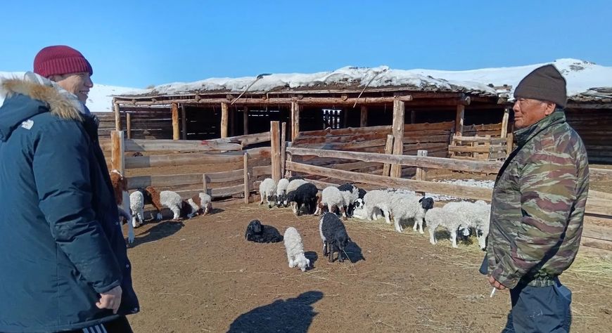 В Тес-Хемском районе стартовала окотная кампания