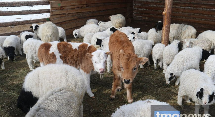 В Туве безопасность животноводства и здоровья населения – главный приоритет ветслужбы