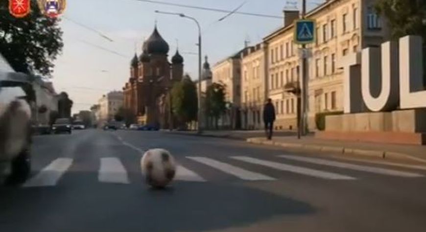 📢Видеовизуальный контент по безопасности дорожного движения в социальных сетях и интернет-изданиях "Пешеходный переход (нейросеть)"