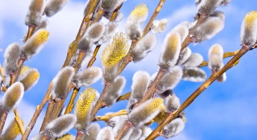 Вербное воскресенье: история и традиции праздника