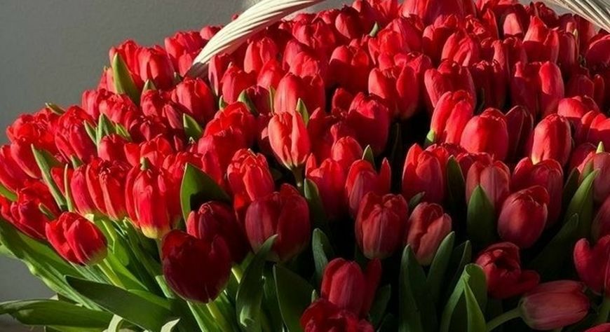 Почему на 8 Марта дарят именно тюльпаны? Романтика, дефицит и снимок 1973 года