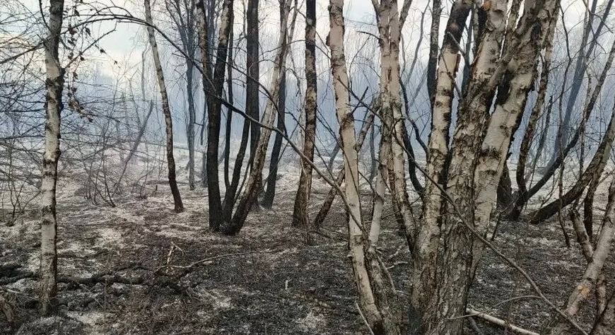 В лесах Тувы ликвидировали все действующие пожары