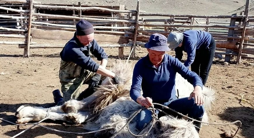 Көдээниң хөөннери: Эъжимде теве кыргылдазы