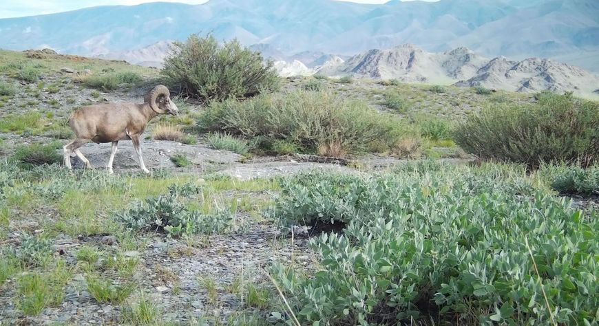 В заповеднике «Убсунурская котловина» обустроили водопои для аргали и установили фотоловушки