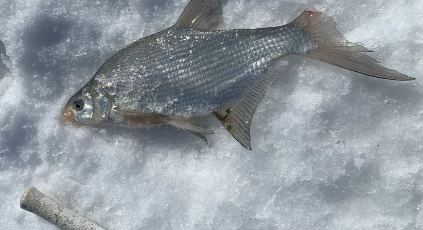 Дош адаандан балыктаашкын: Кубок Чаа-Хөлде