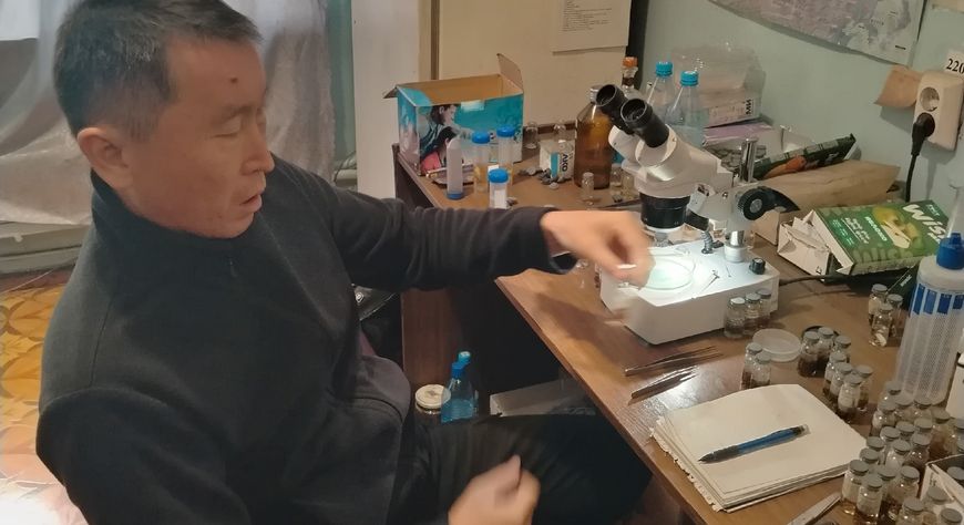 Сентябрьское нашествие мошкары: естественное явление, не представляющее опасности