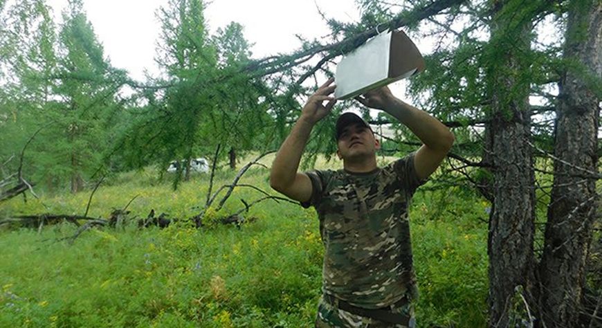 В Туве стартовал феромонный надзор за непарным шелкопрядом