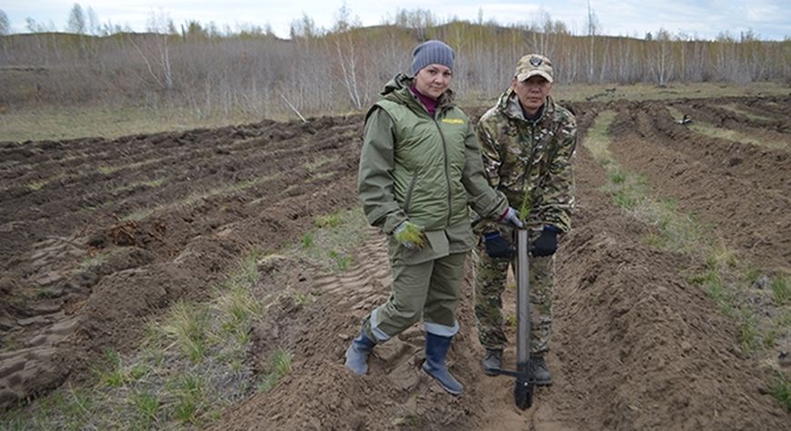 В Балгазынском сосновом бору специалисты высадили более 10 тысяч саженцев сосны